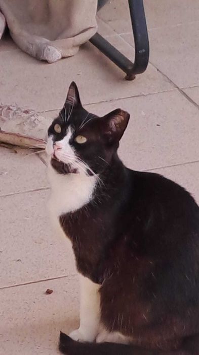 Gatos Adultos para Adopção