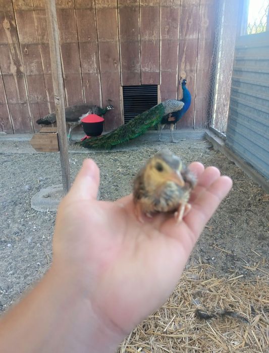 Pawie Jaja - Jajka Lęgowe