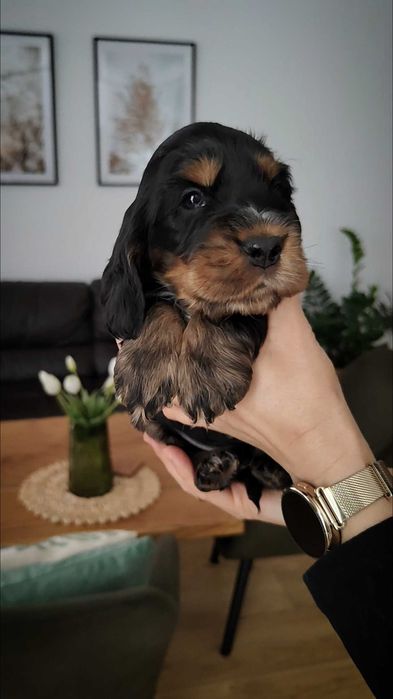 Cocker Spaniel Angielski