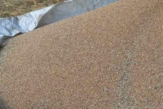 Пшениця   домашня,урожай 2025року,ціна за тону