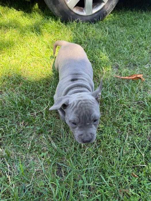 Amstaff American Staffordshire Terrier blue capp