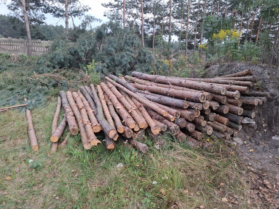 Stemple w ilości okolo 100 sztuk