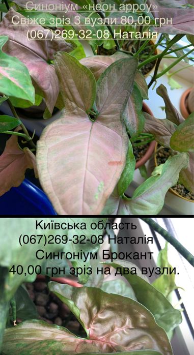 Сингоніум різні види. Мурайя