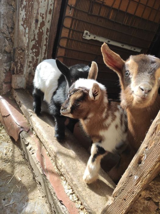 Продам камерунских козлята то