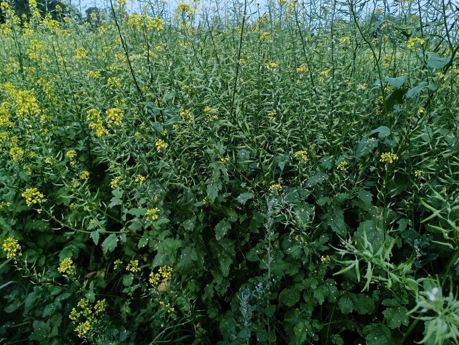 Продам гірчицю гірчиця