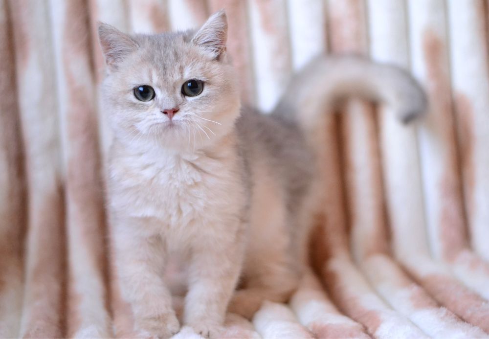 Блакитна золота шиншила