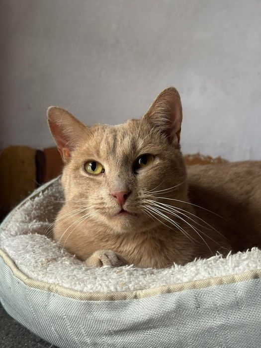 Молоді стерилізовані котики та кицьки