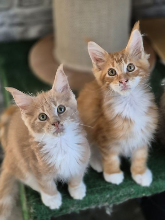 Kot Maine coon po sterylizacji- kastracji Gotowy do odbioru
