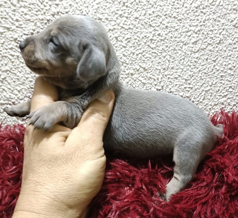 Fêmea teckel mini azul tan