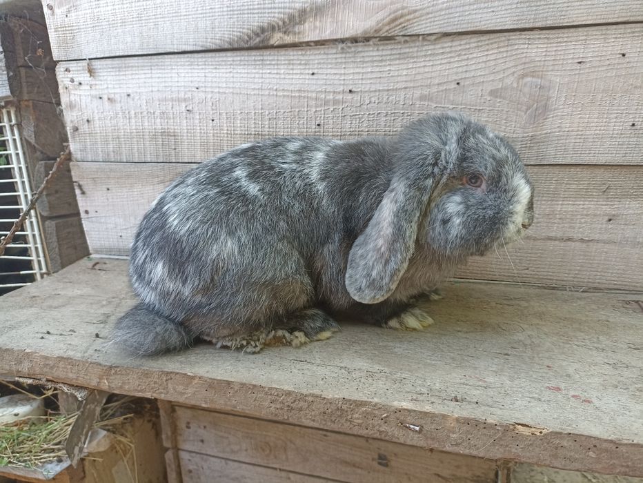 Кролики фб арлекин і рен