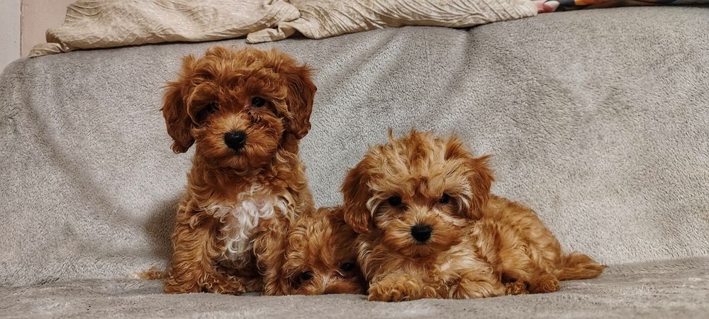 Śliczne Szczeniąta Maltiploo • Maltańczyk/Pudel • GOTOWY DO ODBIORU •