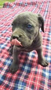 Cane Corso suczka błenkitna