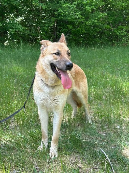 Mlody, przyjacielski Texas poleca się do adopcji