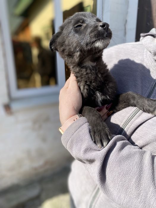 Цуценята в добрі руки