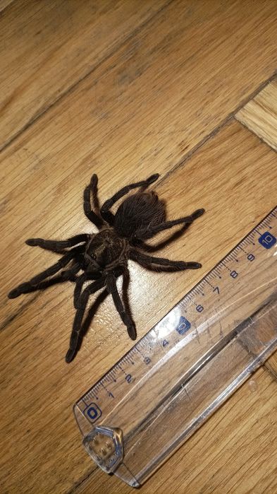 Phormictopus auratus ~5DC samica