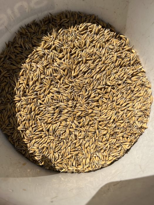 Owies ekologiczny z certyfikatem