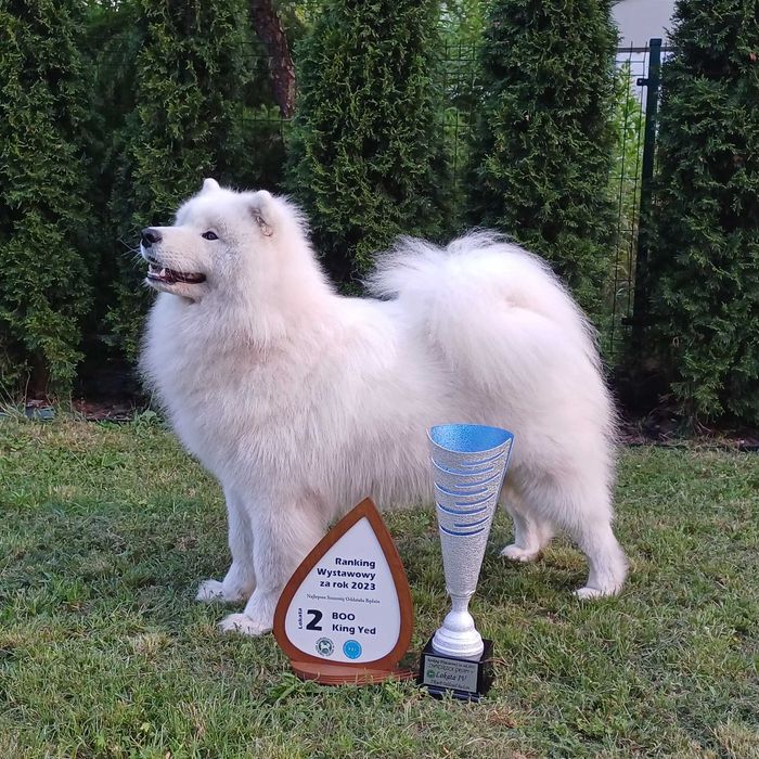 Samoyed FCI- ZKwP planowanie miotu