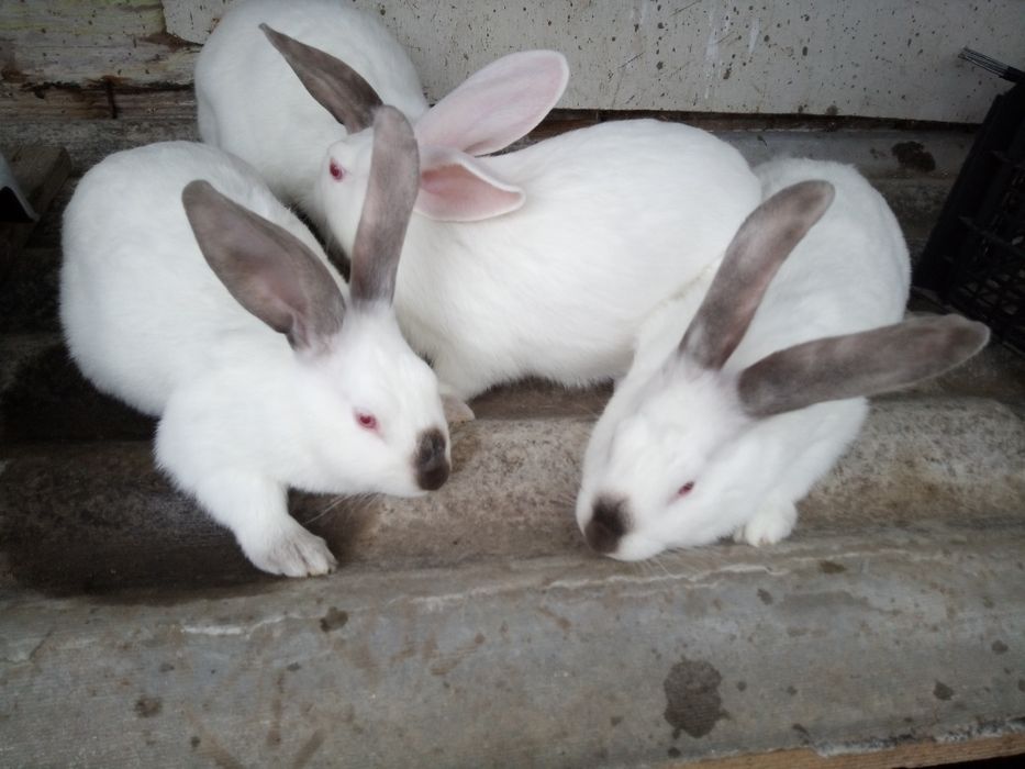 Кролі кролички мішаних порід