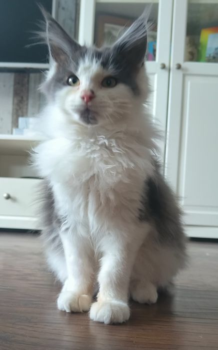 Rodowód FPL-Piękny dorodny Kocurek Maine Coon