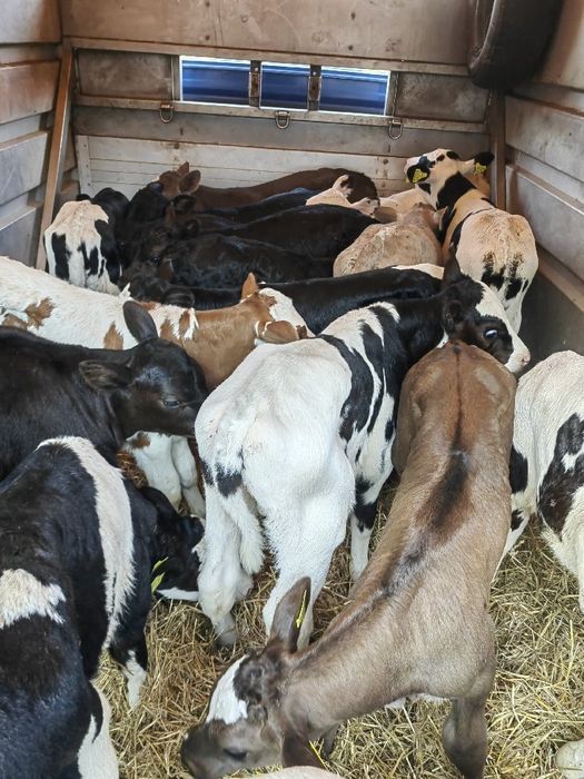 Cielaki z Polskich gospodarstw