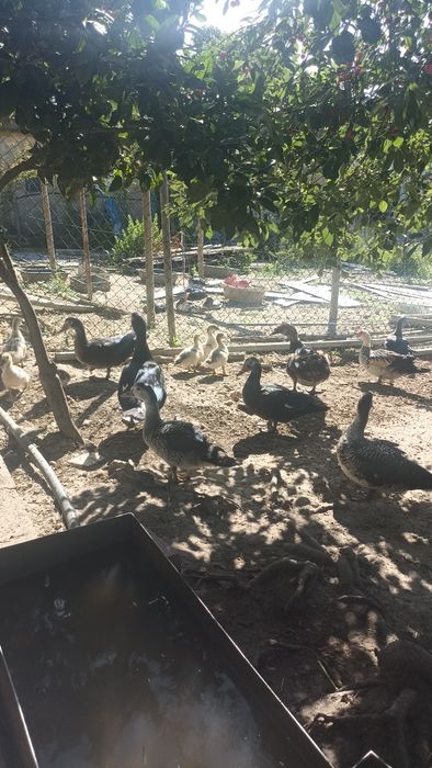 Patos caseiros vivos