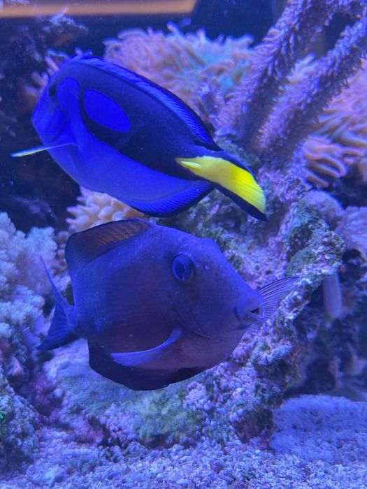 Ryba morska Ctenochaetus binotatus  15-16 cm L