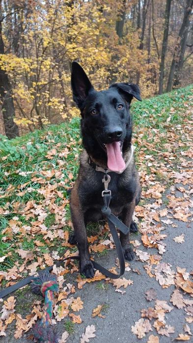 Nico-młody pies w typie owczarek belgijski malinois dla doświadczonych