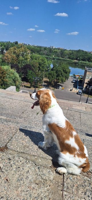 Вязка Кокер-спаниель английский