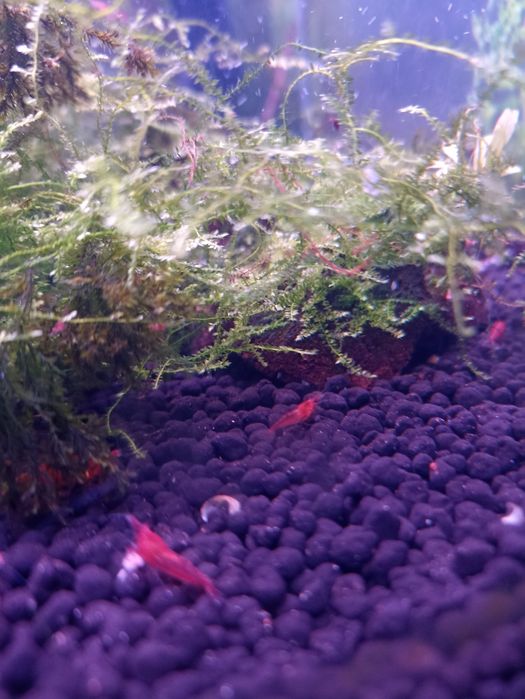 Camarões Red Cherry juvenis