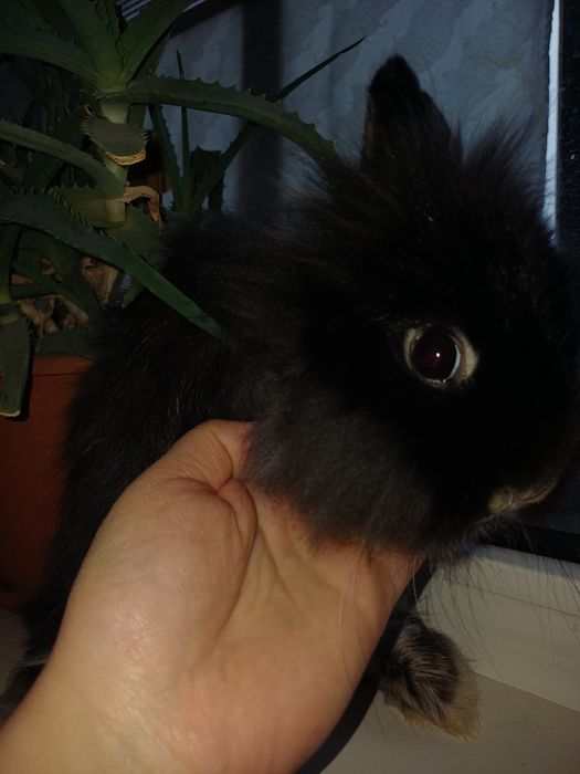 Карликовi декоративнi кролики вакцинованi