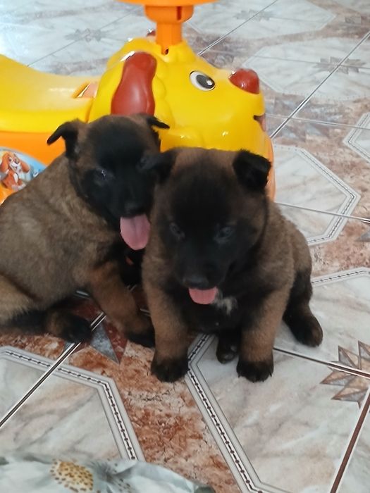 Szczenię owczarek belgijski malinois