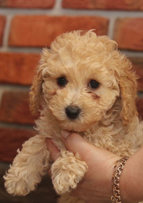 Przepiękna suczka pudel toy/miniatura. Badania genetyczne