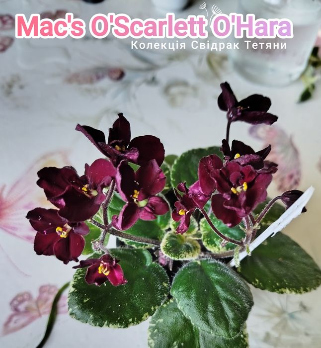 Фіалки ,набір свіжозрізаних листочків