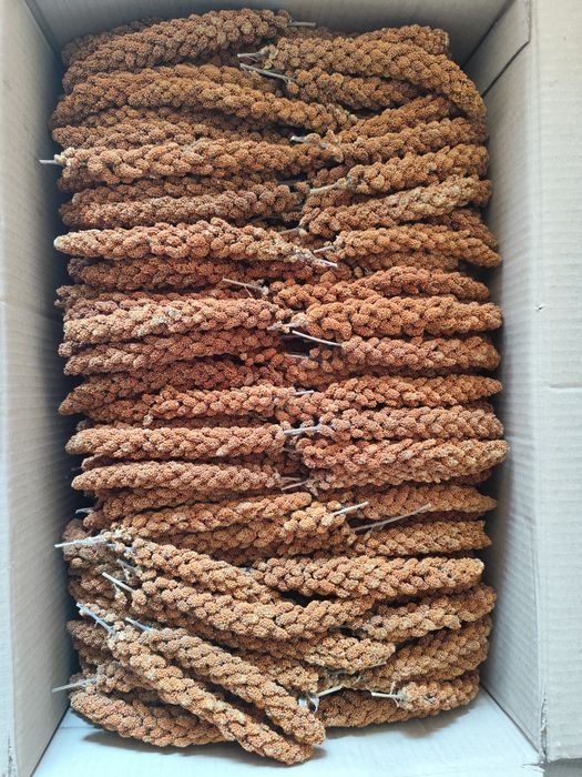 Чумиза, корм, колоски чумизи