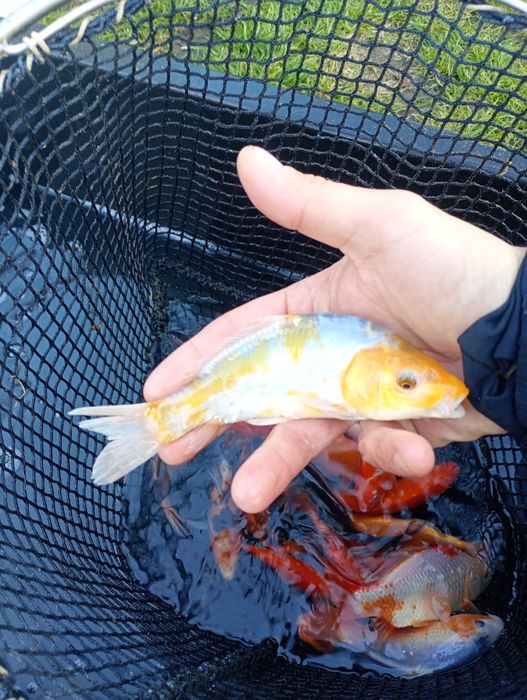 Amur narybek/kroczek. Karp , Tołpyga , Jesiotr , Okoń.