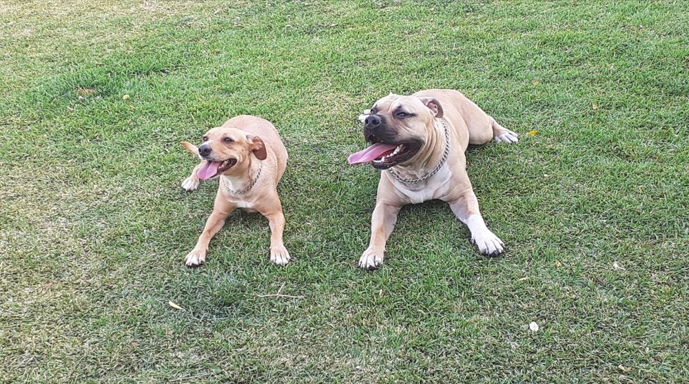 Cães para adoção