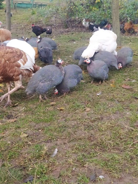 Продам цесарки крапчасті