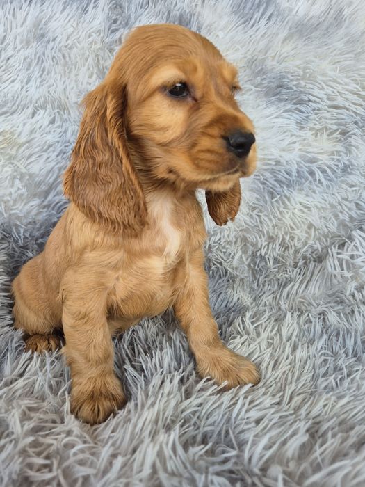 Cocker spaniel suczka 4