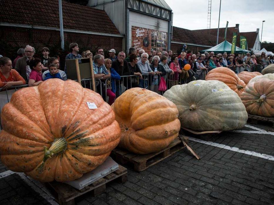 Sementes Abobora Gigante Atlantic Pumpkin 900kg