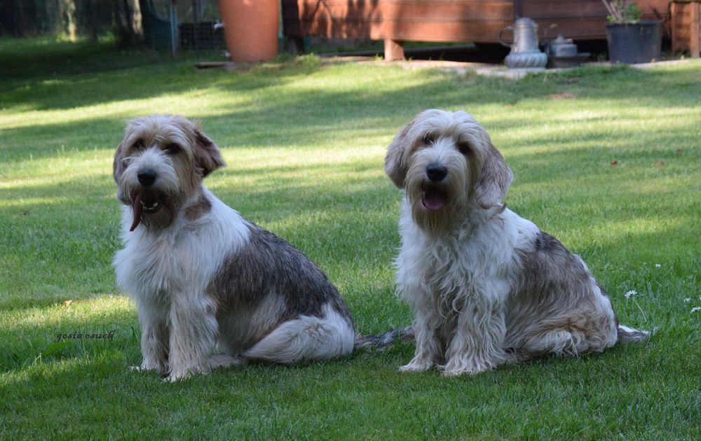 Petit Basset griffon Vendeen FCI