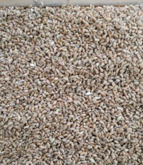 zboże, śrut do kur