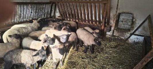 Młode jagnięta na sprzedaż