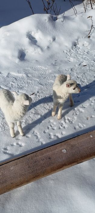 Ягнята  Лакон-кросс. Баранчик і ягничка.
