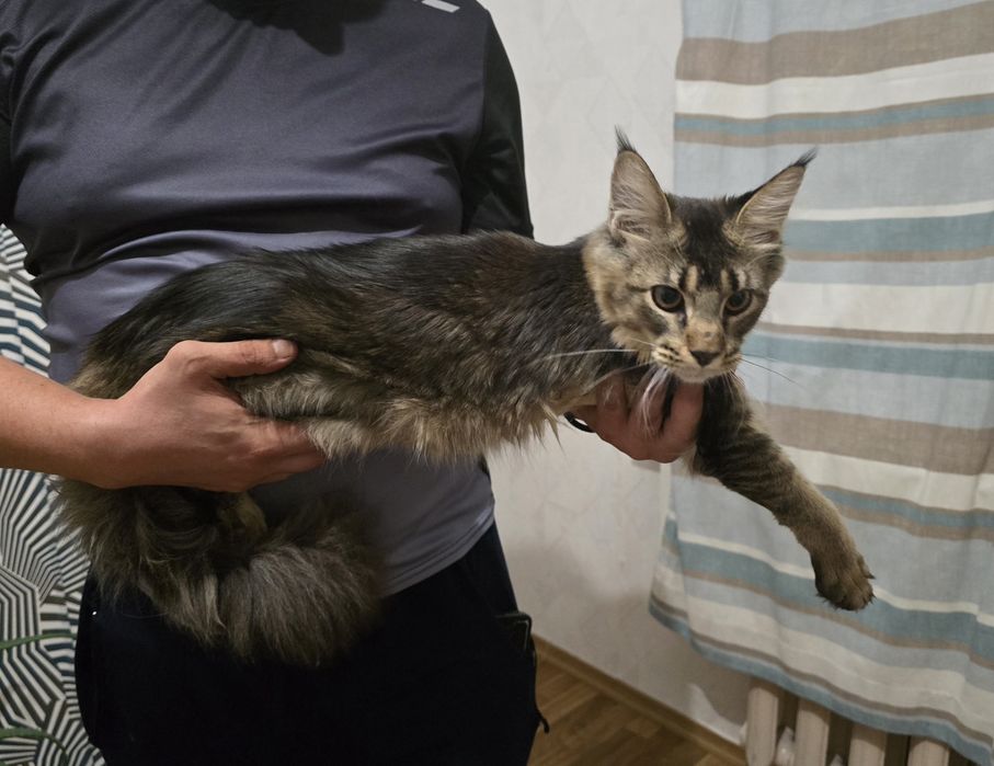 Срочно продам 6 мес девочку Мейн-куна