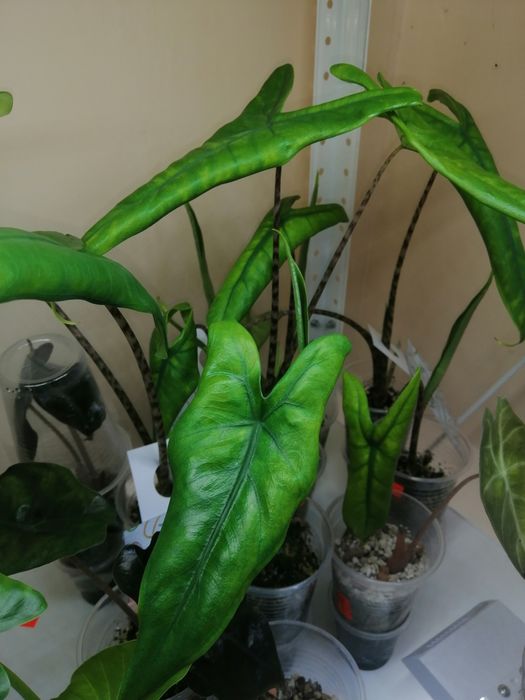 Алоказия много сортов. Набор