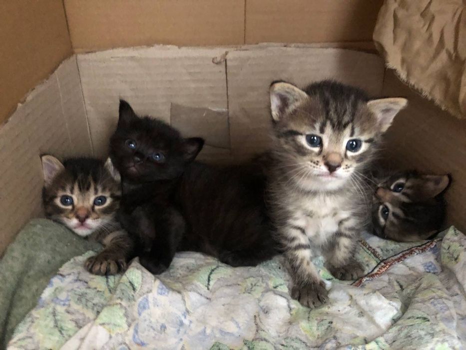 4 Кошенята,віддамо в хороші руки