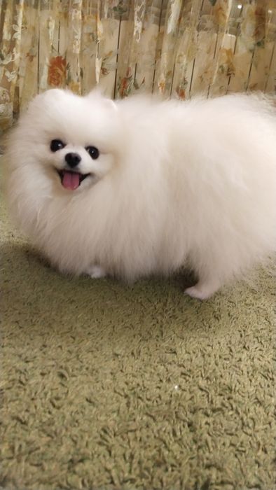 Вязка померанский шпиц