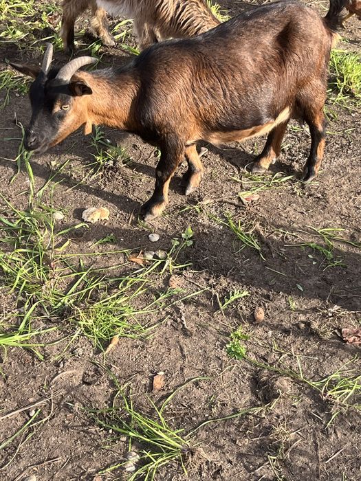 Cabra raça anã nova