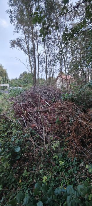 Gałęzie oddam za darmo
