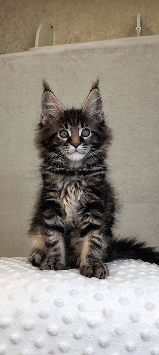 Крутий , розкiшний , кращий Величний самець Мейн-Кун —